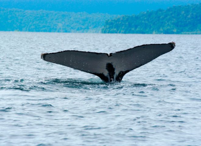 Pacific Routes. Whales, Turtles & Adventure