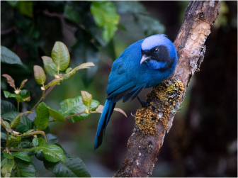 Magical Sightings of Coffee Birds
