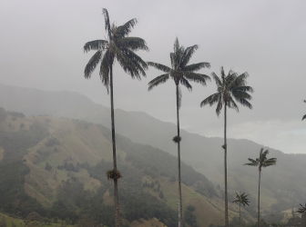 Coffee Region Getaway: Salento & Filandia